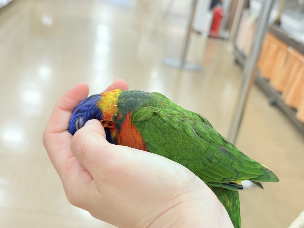 ゴシキセイガイインコ