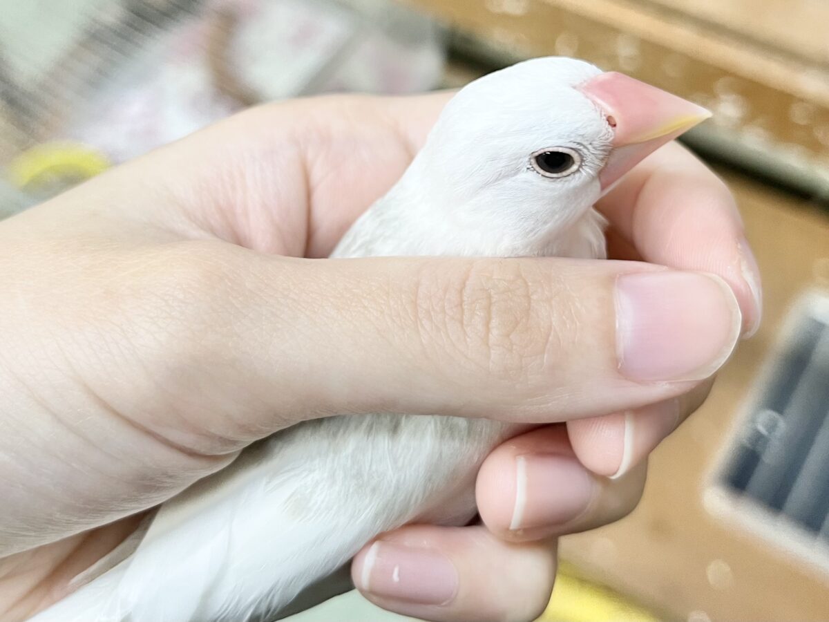 白文鳥