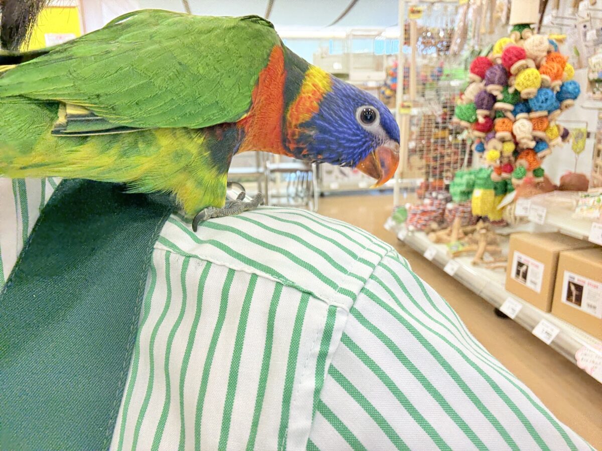 ゴシキセイガイインコ