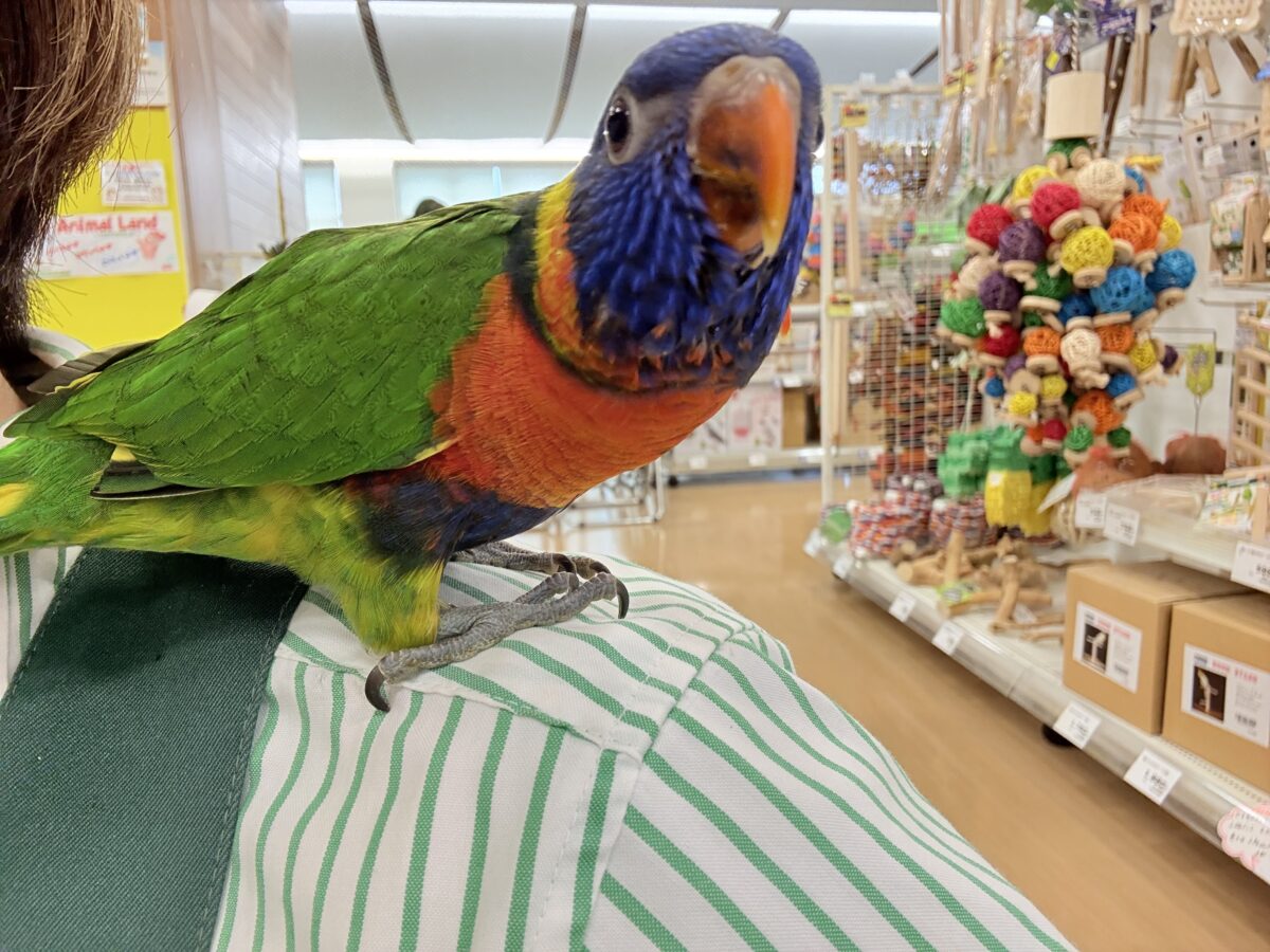 ゴシキセイガイインコ