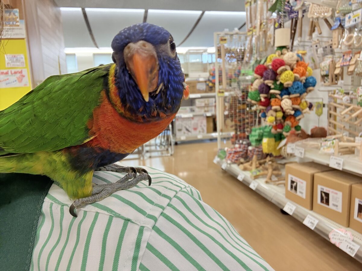 ゴシキセイガイインコ