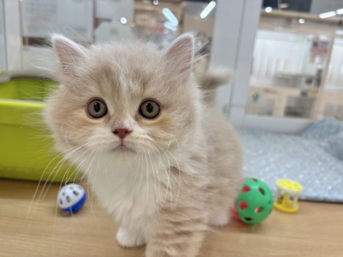 スコティッシュフォールド