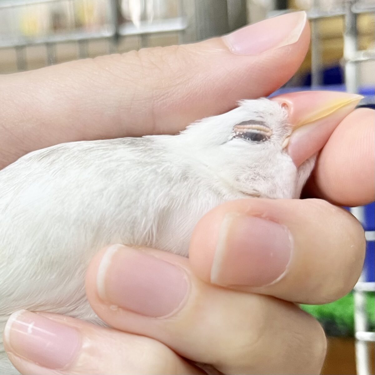 【🆙最新画像あり‼️】スベスベおもち〜☺️🤍✨　白文鳥