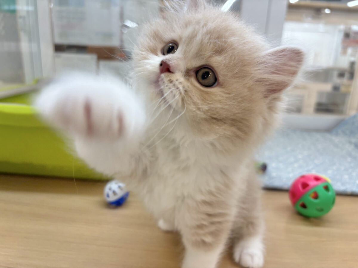 スコティッシュフォールド