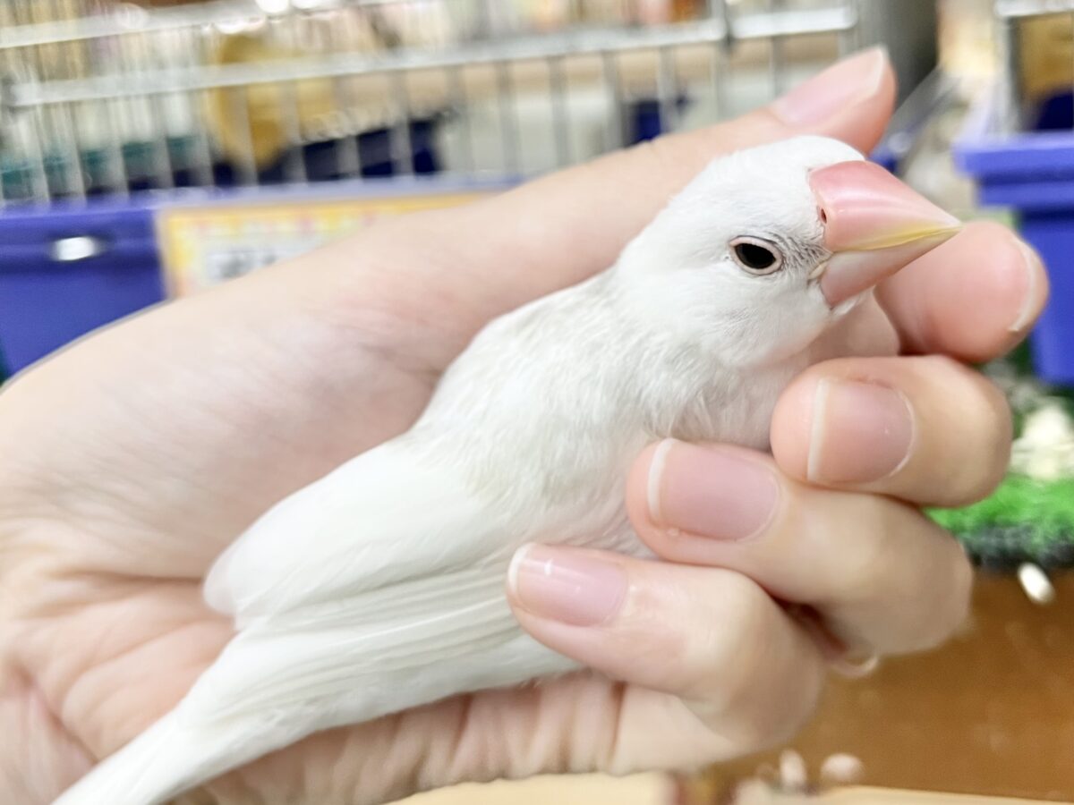 白文鳥