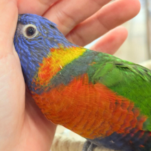【最新画像更新🪄もうすぐひとり餌‪☆】カラフル🌈好奇心旺盛‪♬*°ゴシキセイガイインコ ヒナ