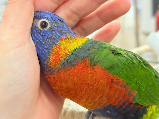 【最新画像更新🪄もうすぐひとり餌‪☆】カラフル🌈好奇心旺盛‪♬*°ゴシキセイガイインコ ヒナ