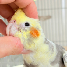 【最新画像更新🪄ひとり餌になりました‪☆】優しいお顔のオカメちゃん♬*°オカメインコ(パイド) ヒナ