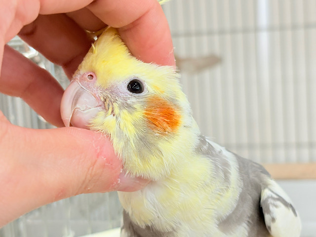 【最新画像更新🪄ひとり餌になりました‪☆】優しいお顔のオカメちゃん♬*°オカメインコ(パイド) ヒナ