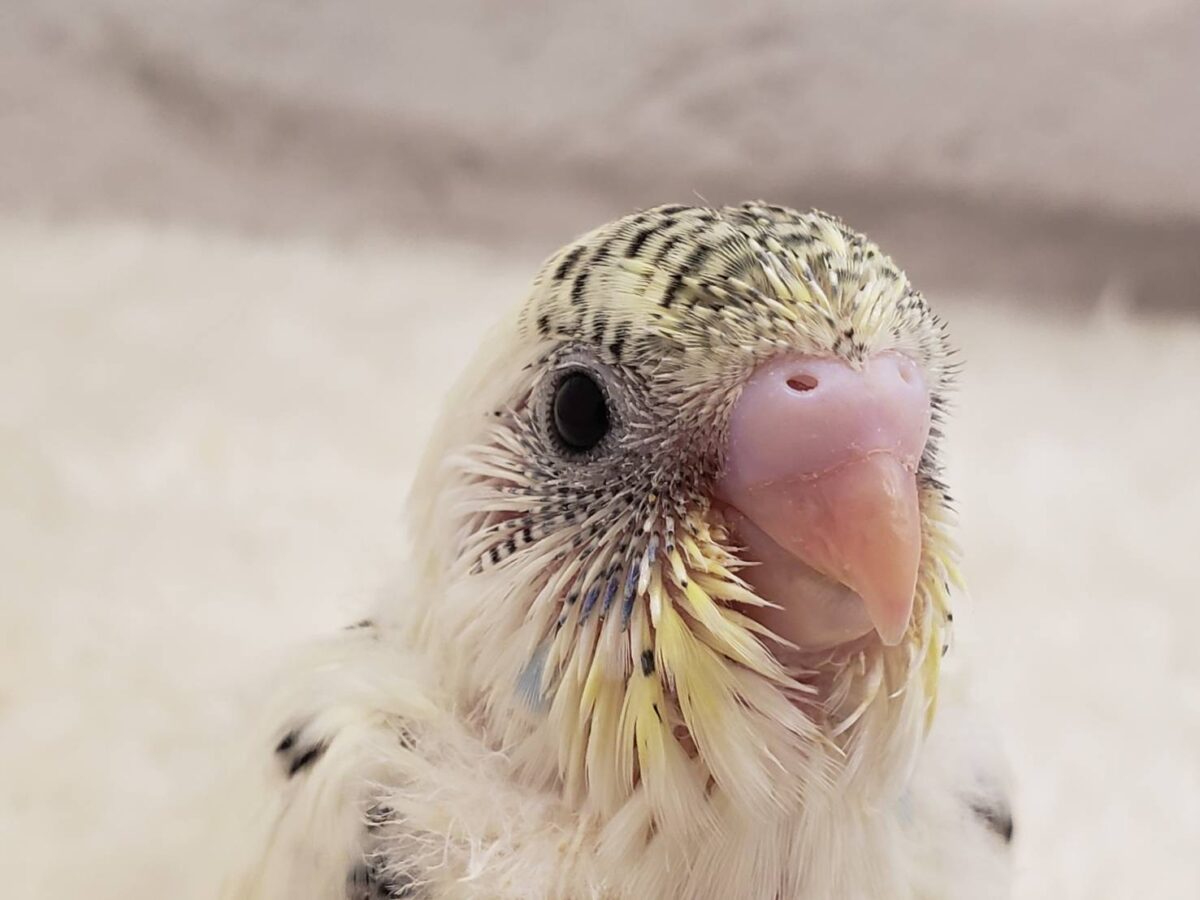セキセイインコ