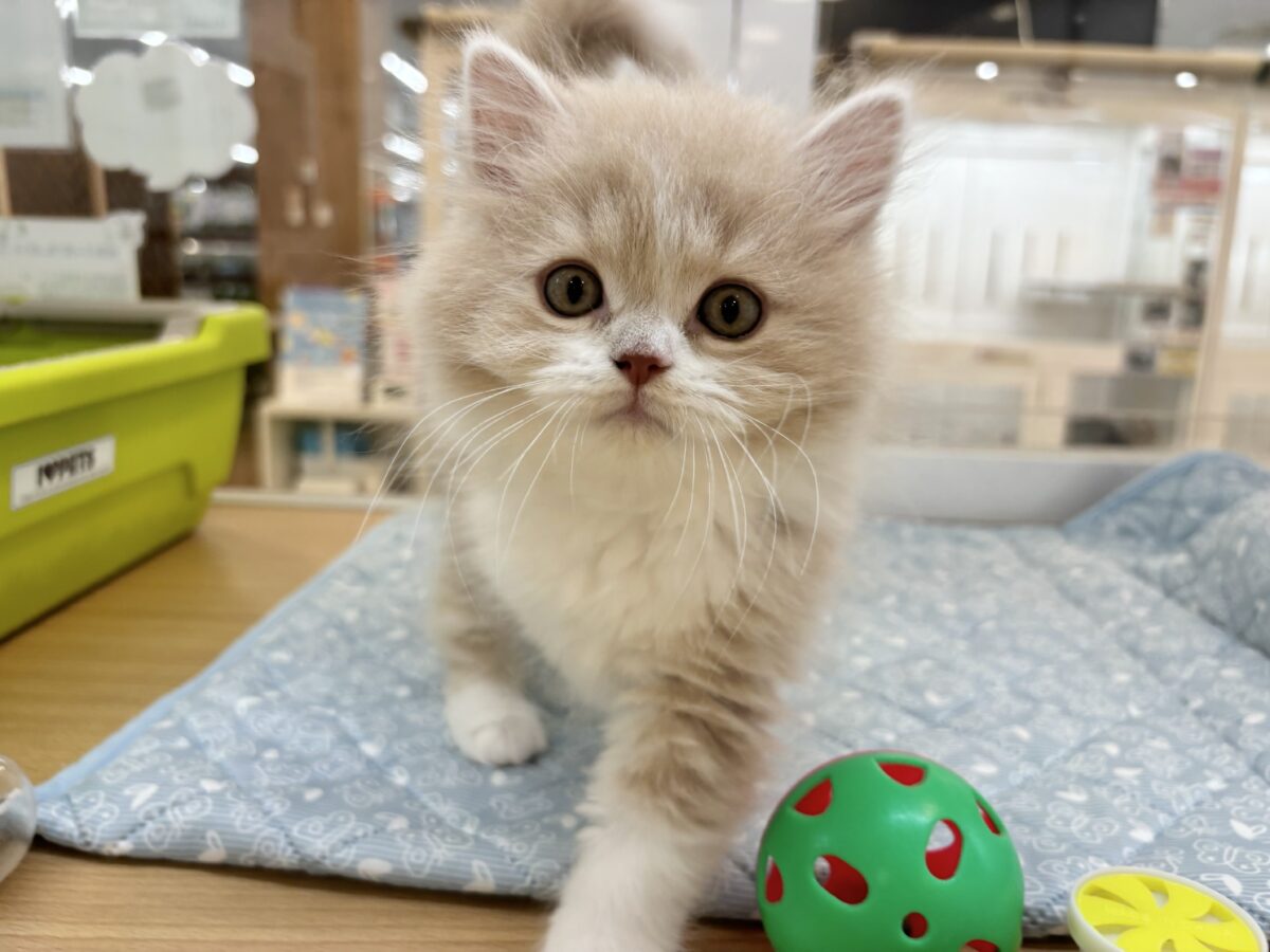 甘え方がとんでもない！？スコティッシュフォールドくん！