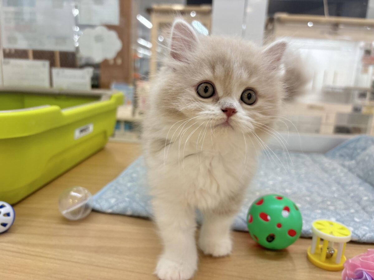 スコティッシュフォールド