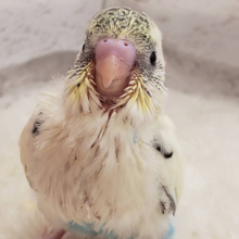 上目遣いの上級者🐣💫セキセイインコ(クリームハルクイン) ヒナ