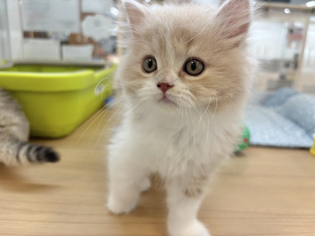 スコティッシュフォールド