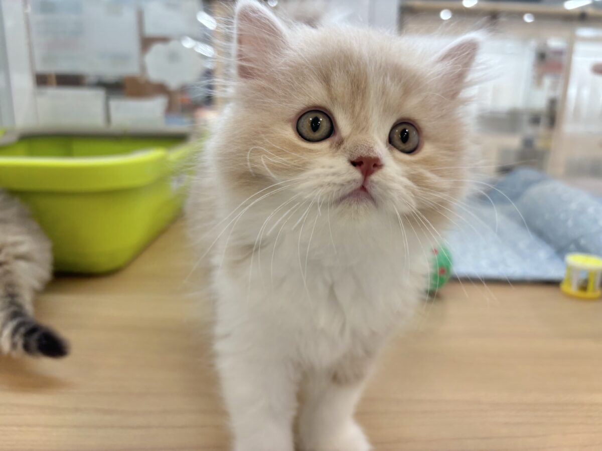 スコティッシュフォールド