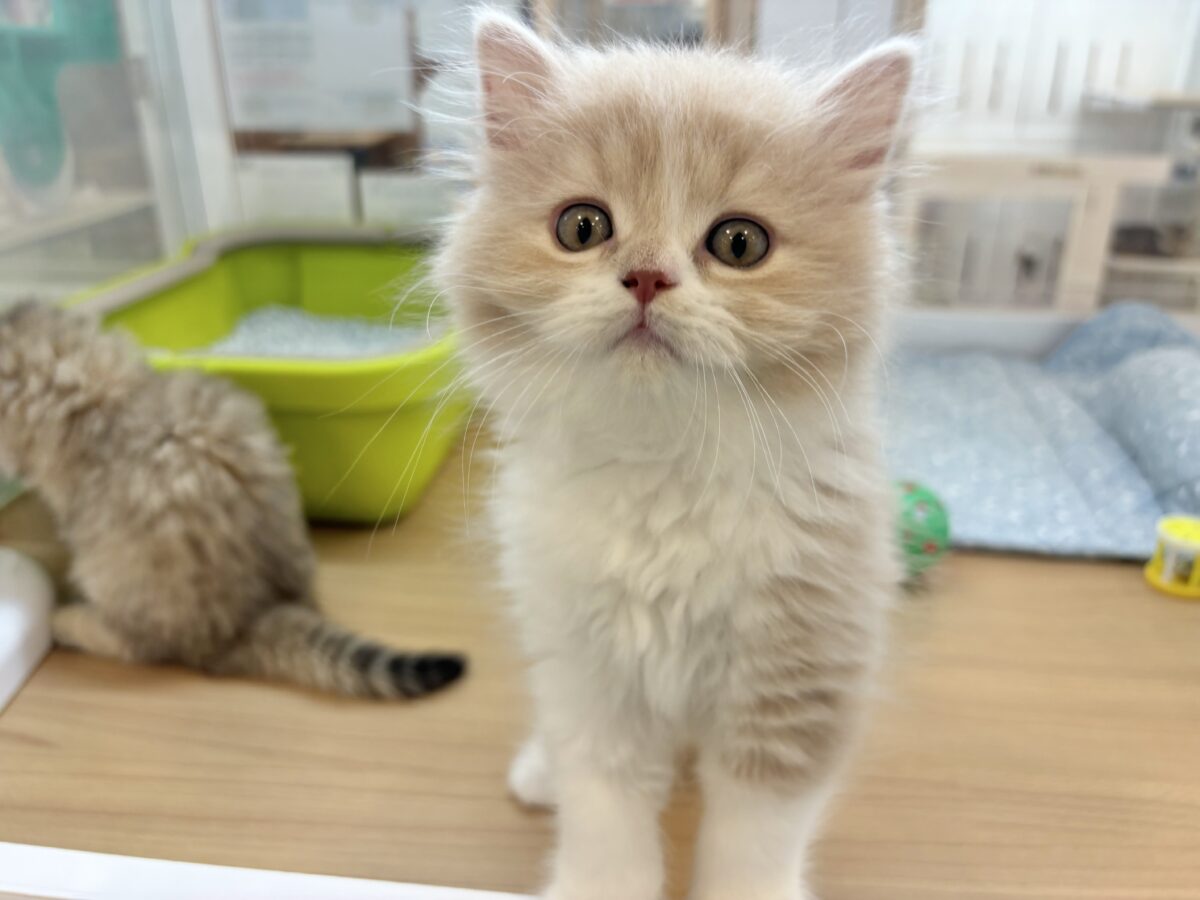 スコティッシュフォールド
