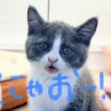 目が合うと寄ってきてスリスリ～♡コロンと転がっちゃう🩷️ブリティッシュショートヘアーの男の子🐾入荷しました❤️