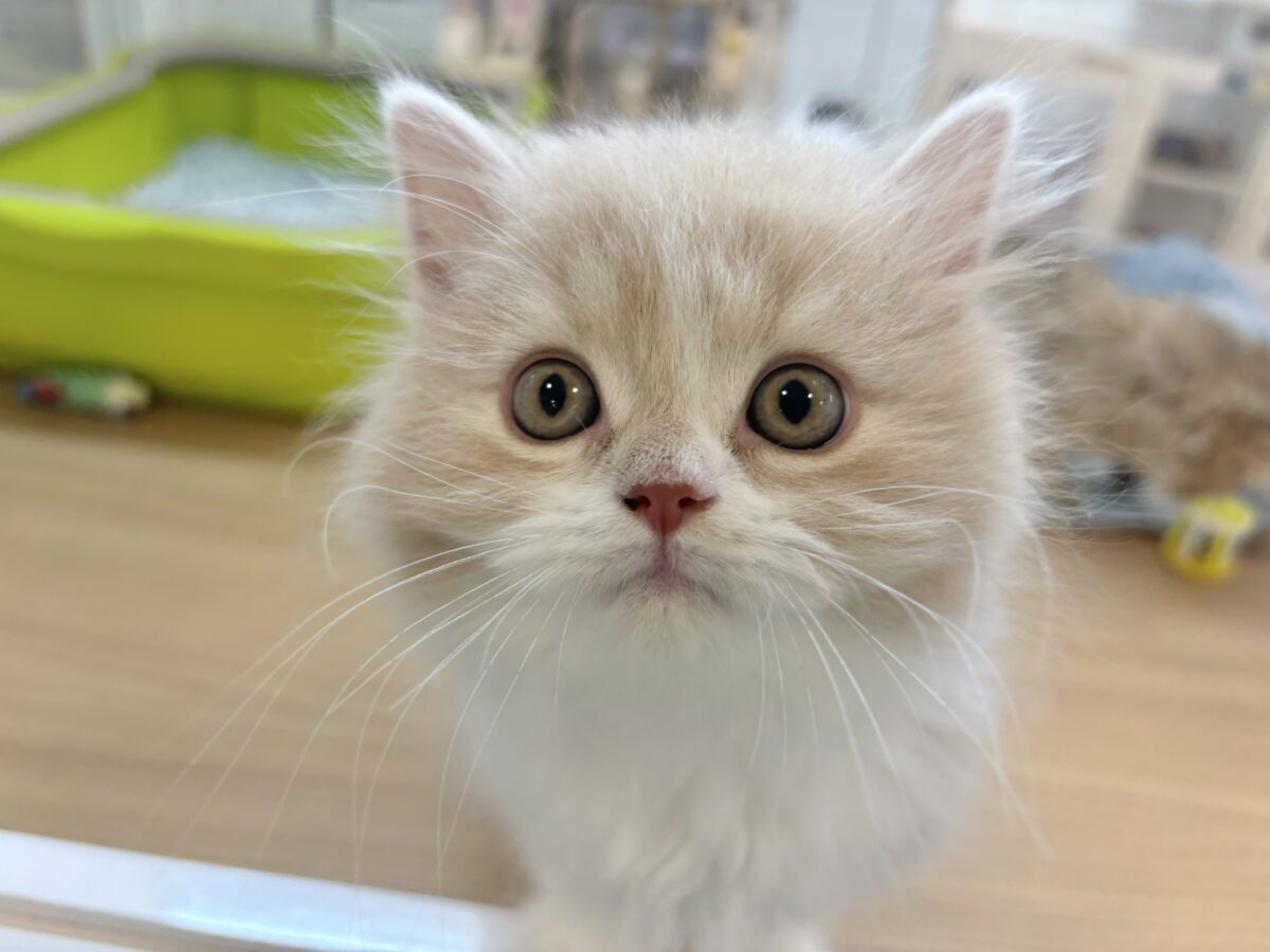 スコティッシュフォールド