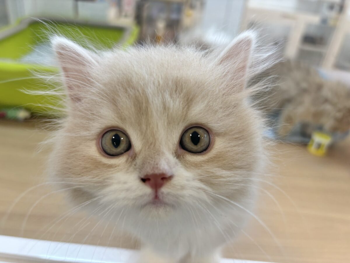 スコティッシュフォールド