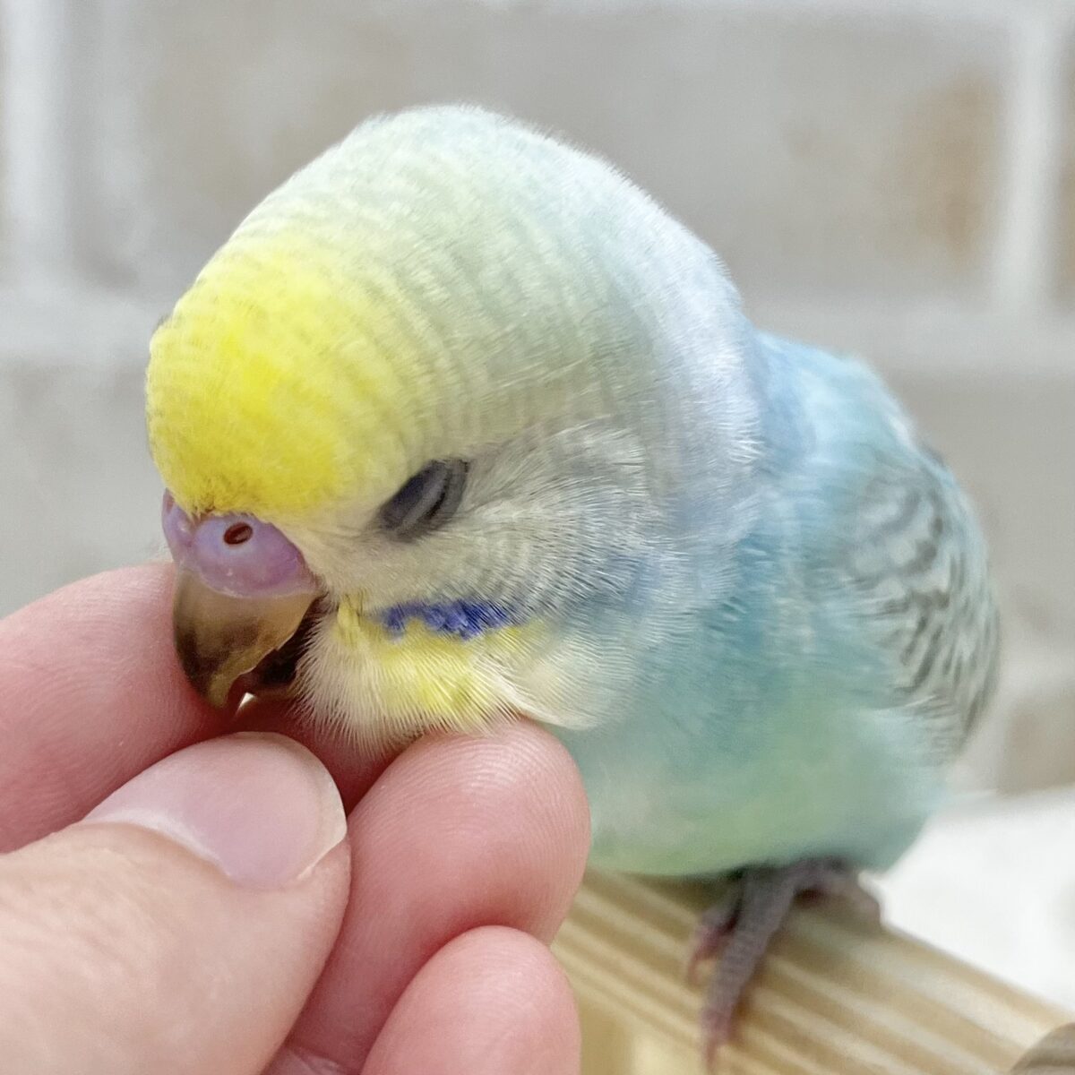 【🆙最新画像あり‼️】甘えん坊ちゃん😍💕　セキセイインコ（パステルレインボー）