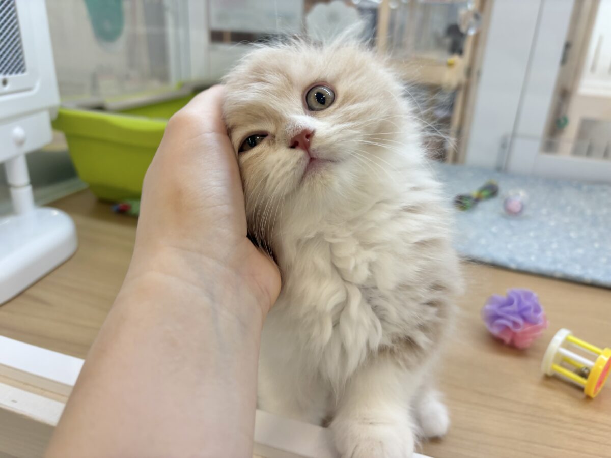 スコティッシュフォールド