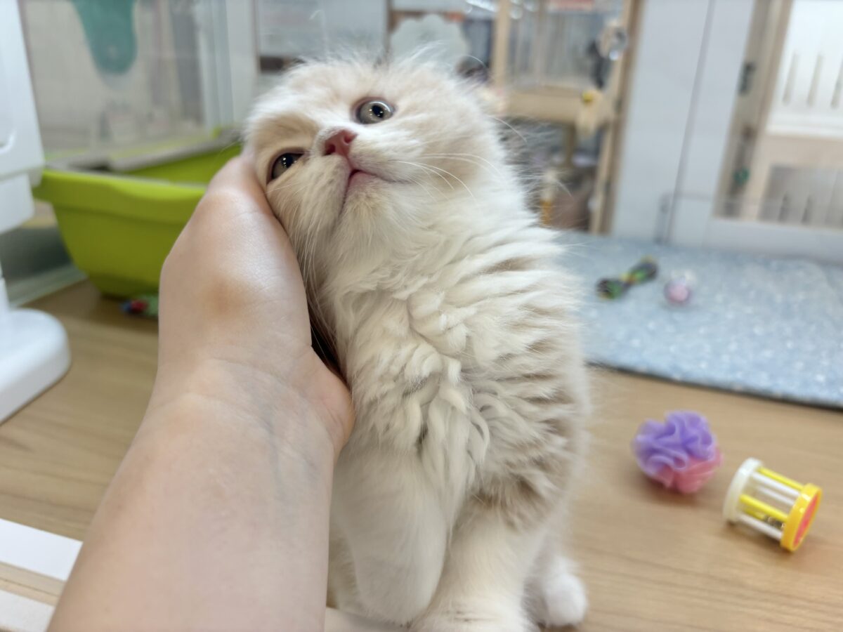 スコティッシュフォールド