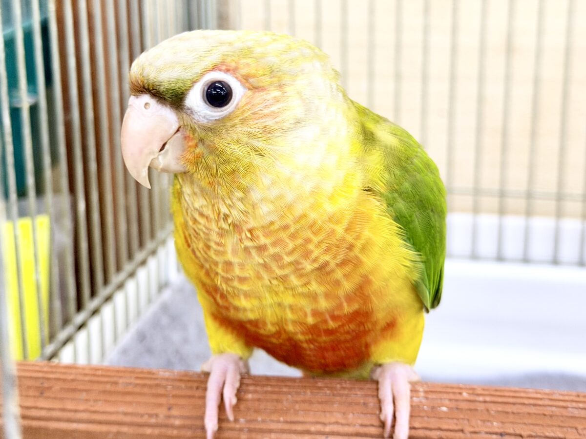 ■■■ ウロコインコ ■■■