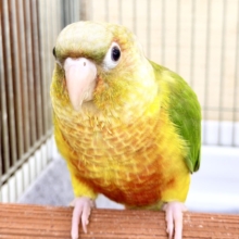 1人遊びだって上手に出来ちゃうんだよ～( *¯ ꒳¯*)ｴｯﾍﾝウロコインコのパイナップル入荷しました❤️