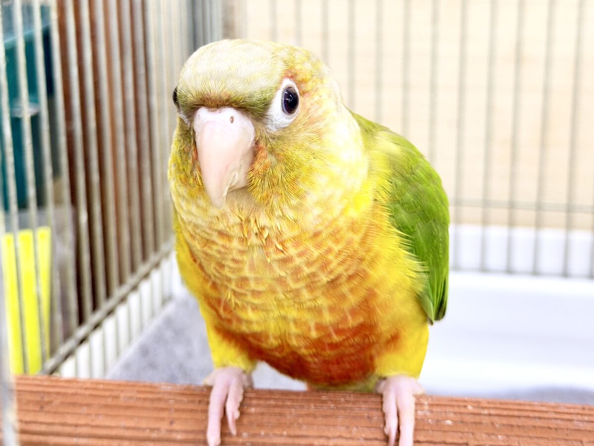 1人遊びだって上手に出来ちゃうんだよ～( *¯ ꒳¯*)ｴｯﾍﾝウロコインコのパイナップル入荷しました❤️