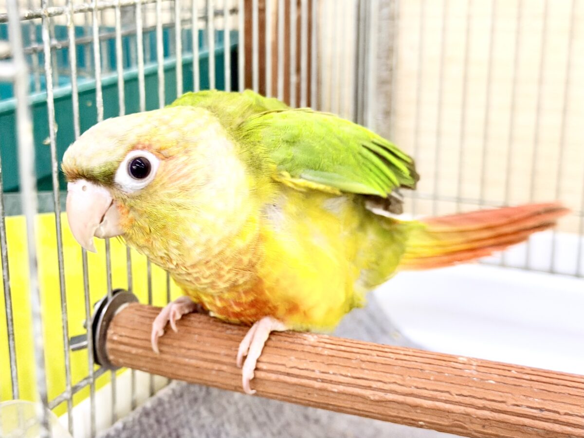 ■■■ ウロコインコ ■■■