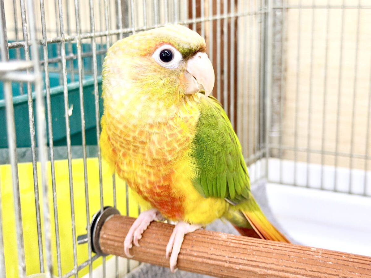 ■■■ ウロコインコ ■■■