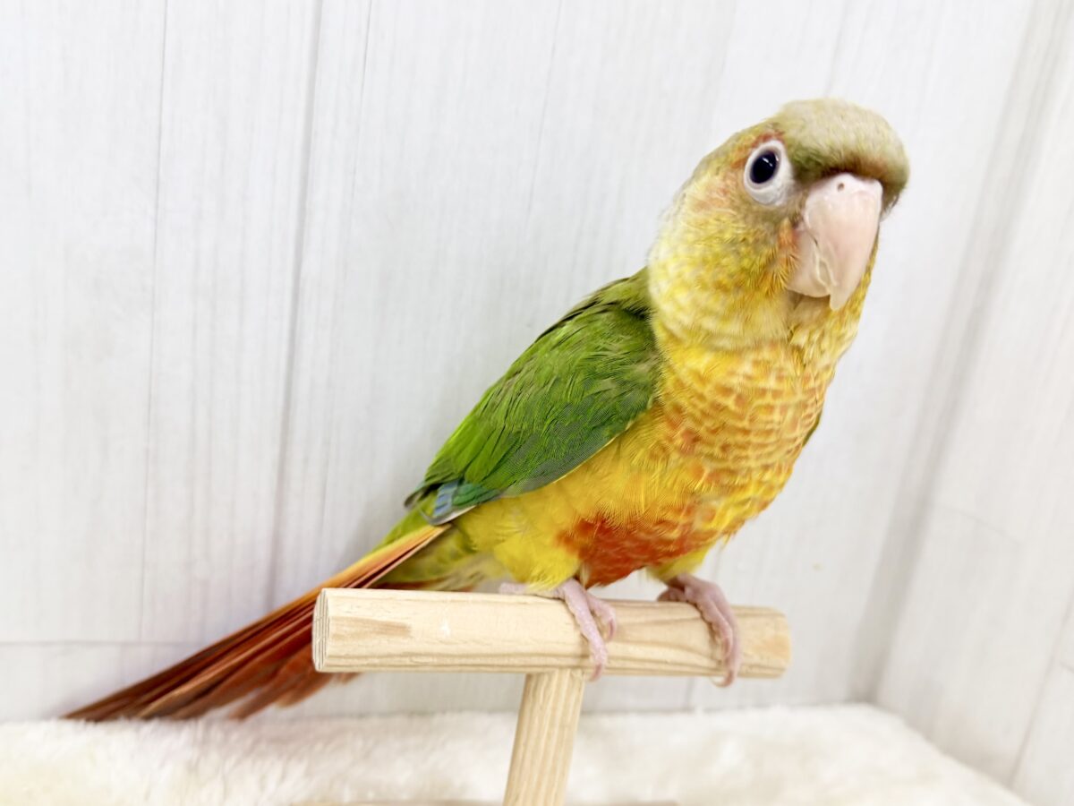 ■■■ ウロコインコ ■■■