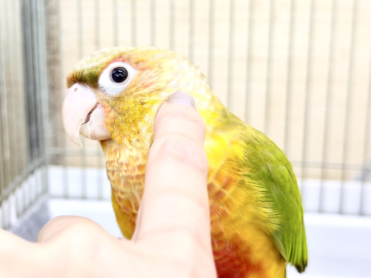 ■■■ ウロコインコ ■■■