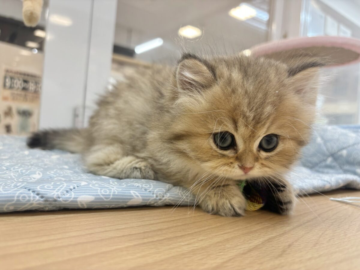 ブリティッシュショートヘア