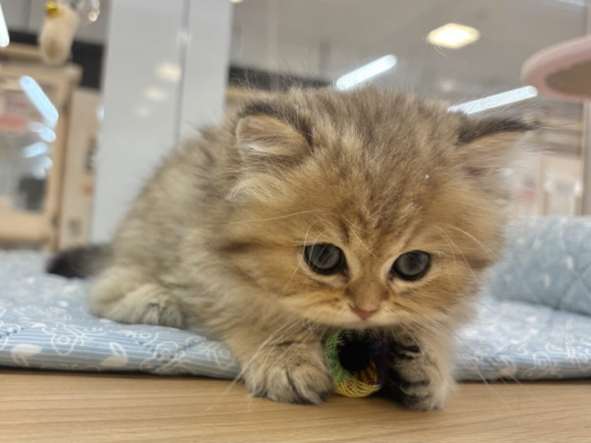 ブリティッシュショートヘア