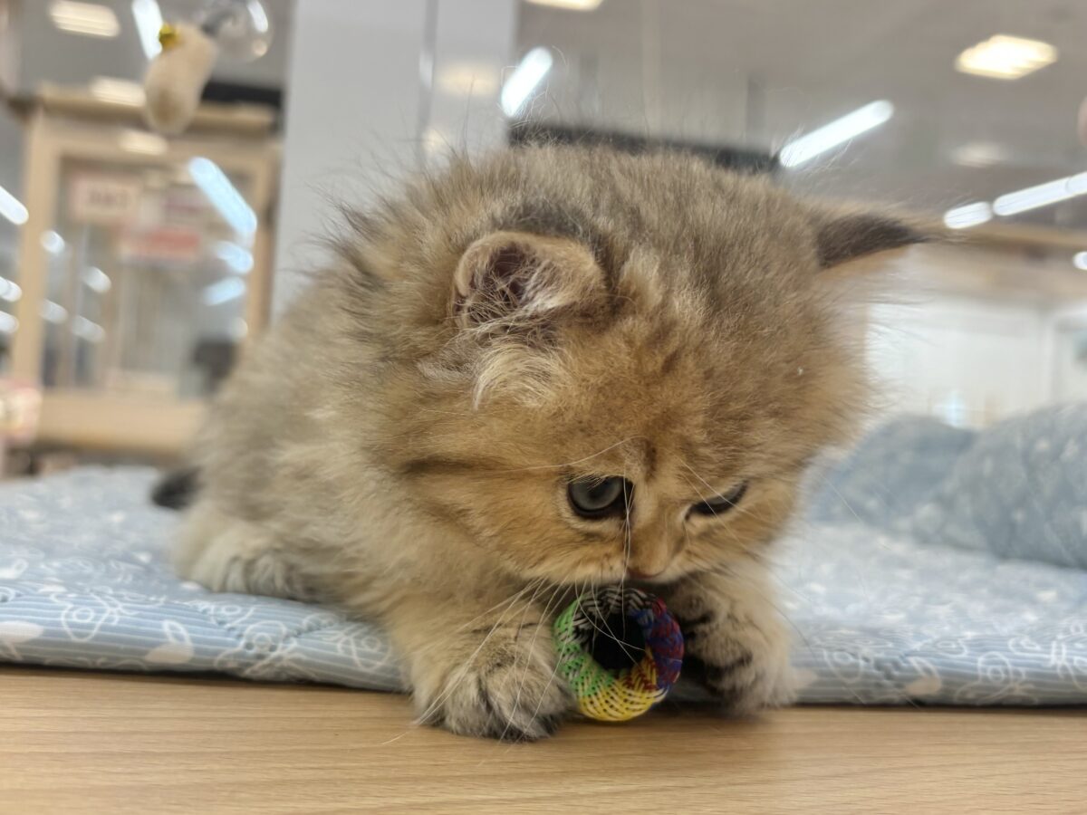 ブリティッシュショートヘア