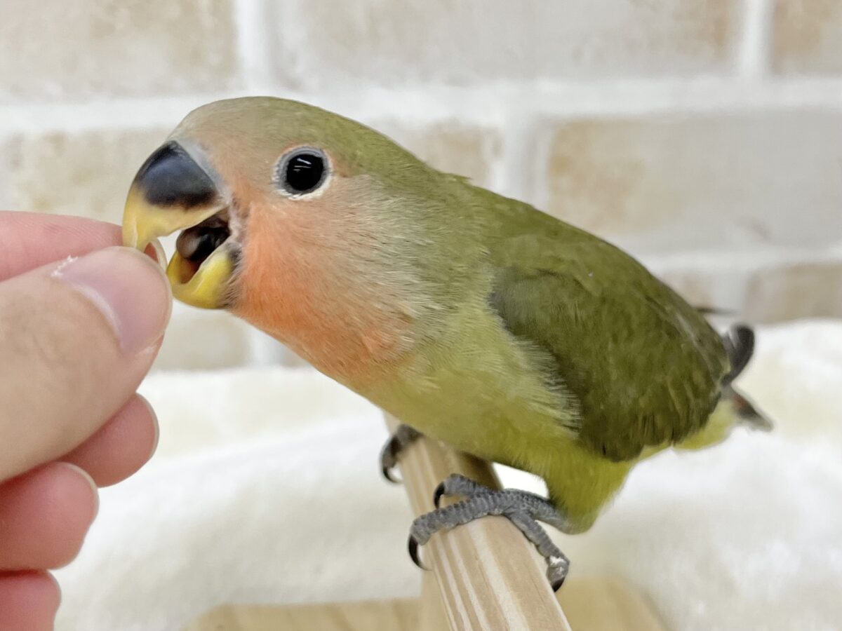 コザクラインコ（小桜インコ）