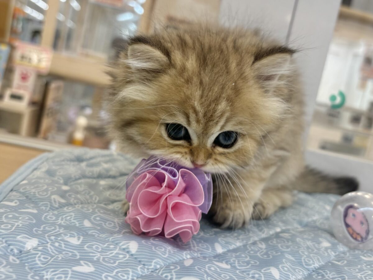 ブリティッシュショートヘア