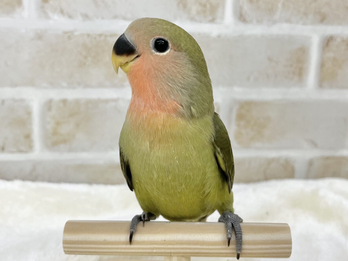 コザクラインコ（小桜インコ）