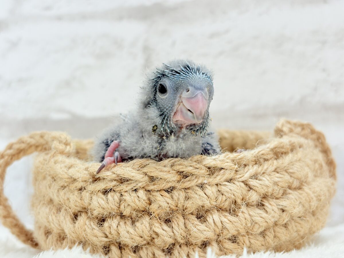 サザナミインコ