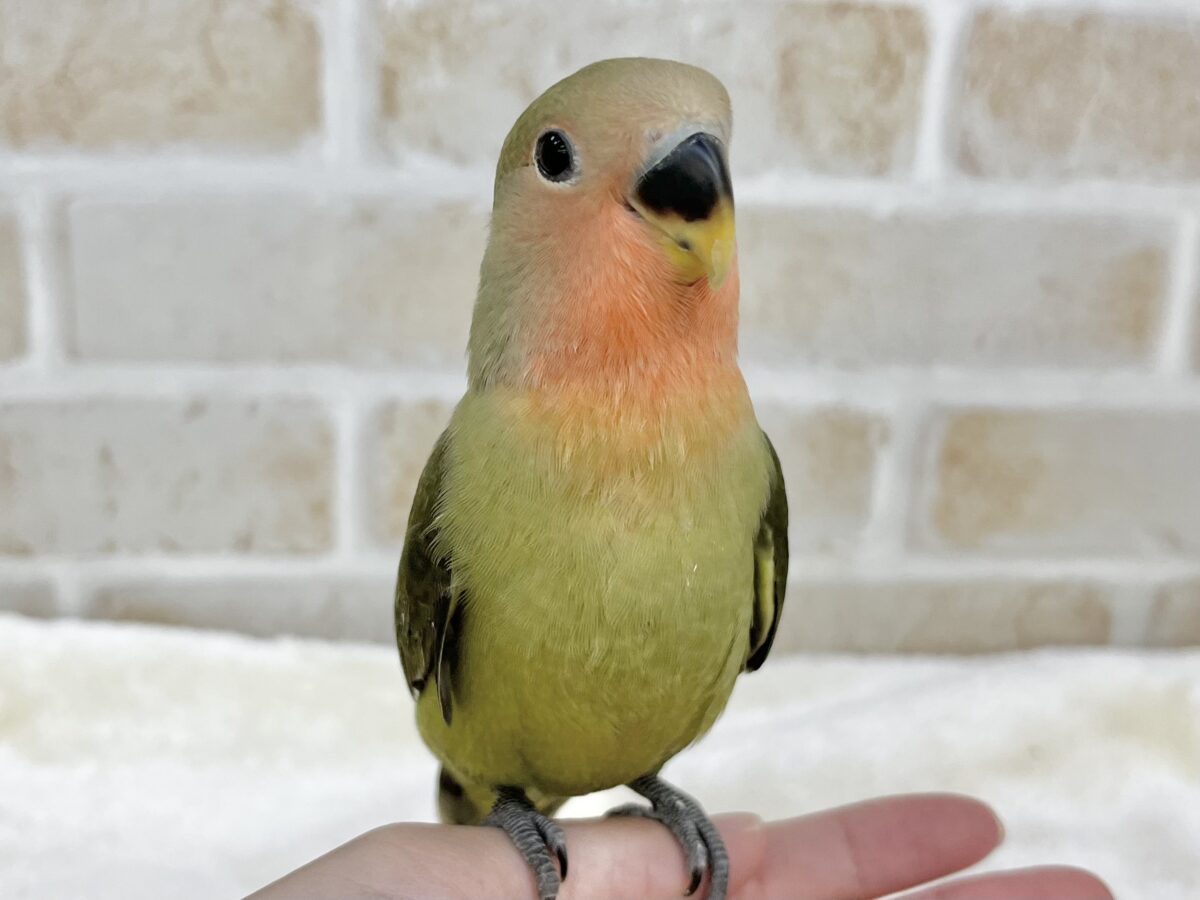 コザクラインコ（小桜インコ）