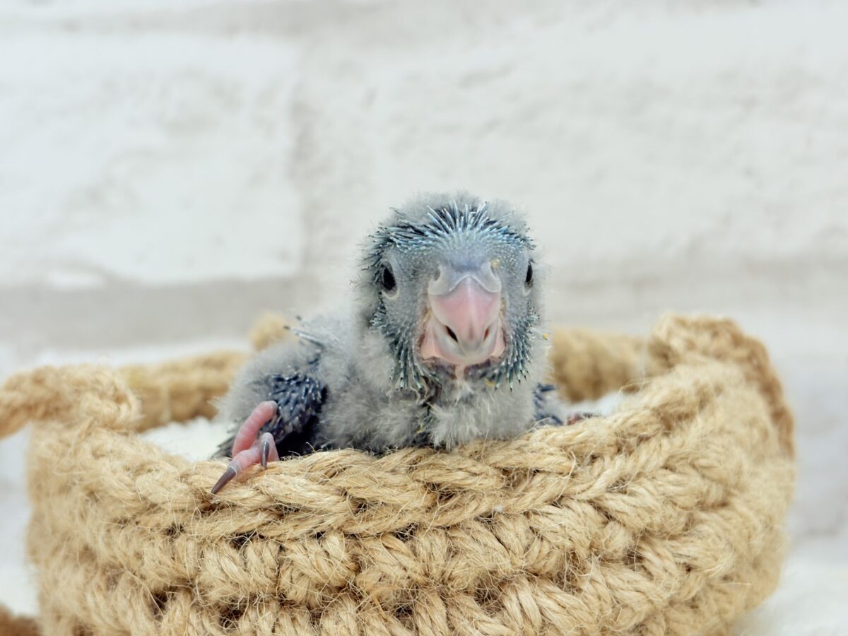 サザナミインコ