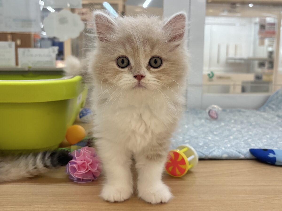 スコティッシュフォールド