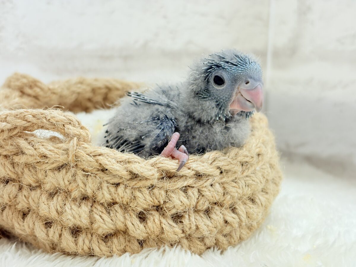 サザナミインコ