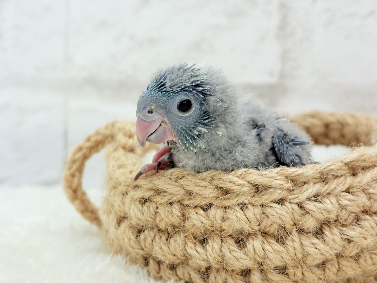 サザナミインコ