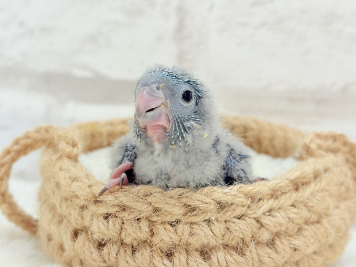 サザナミインコ