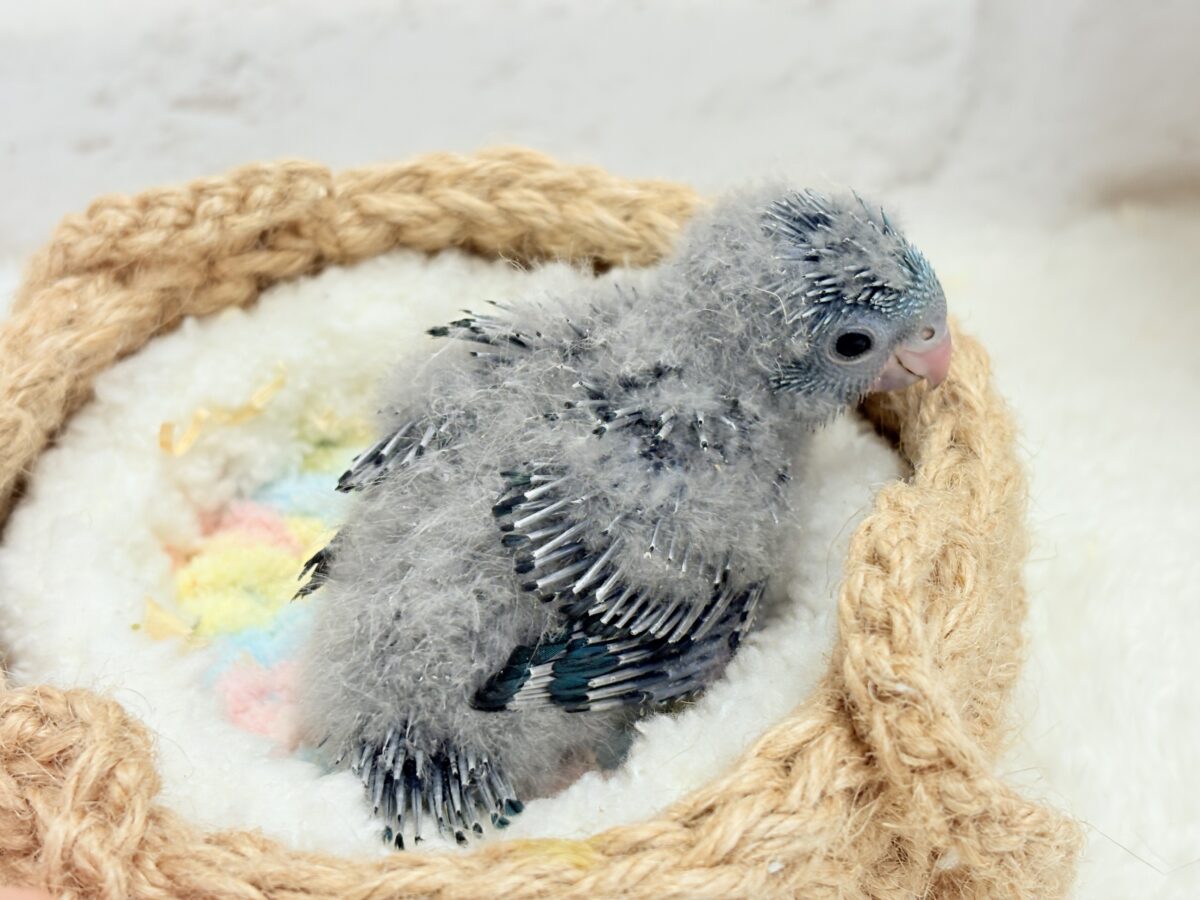 サザナミインコ