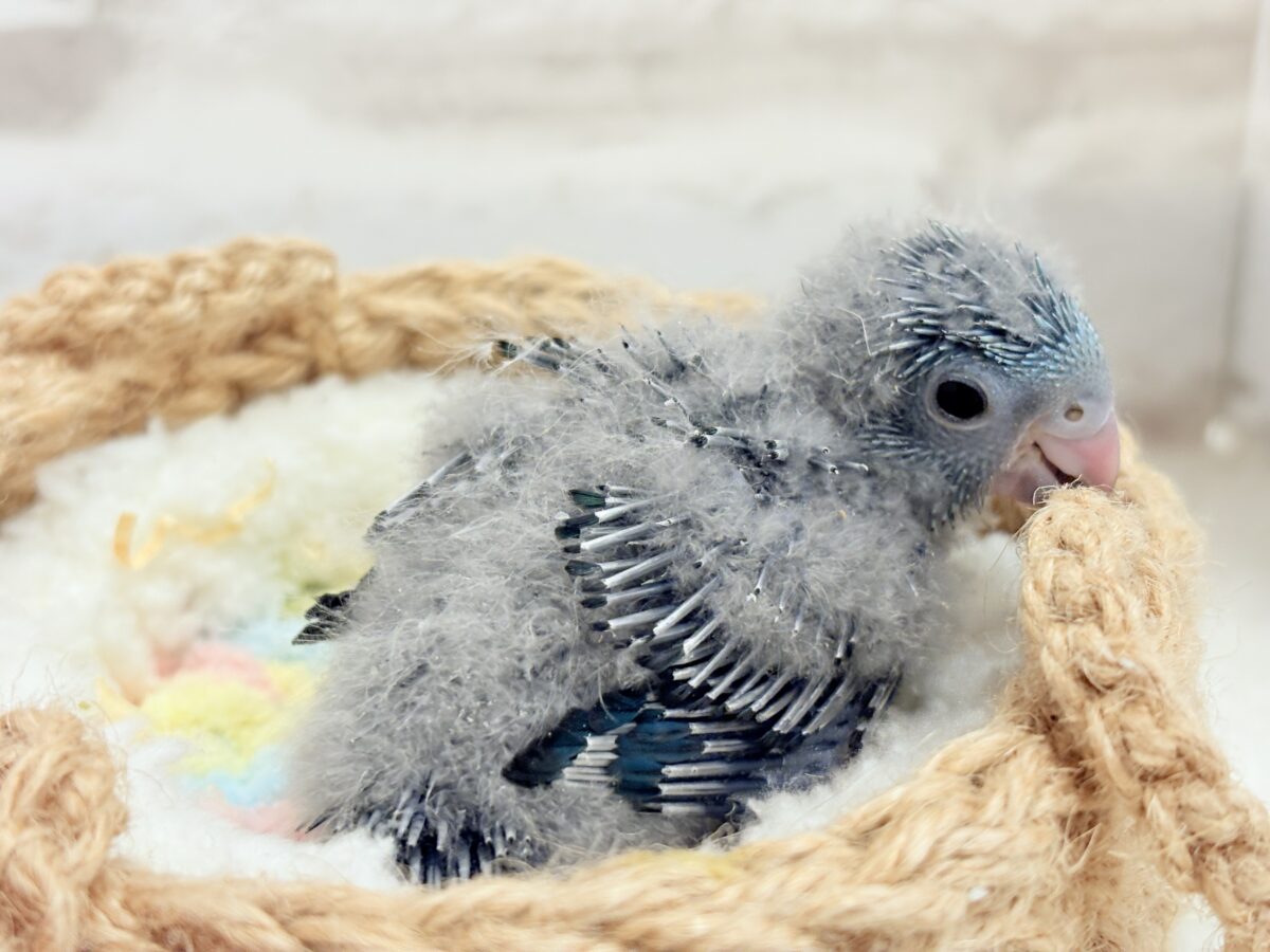 サザナミインコ