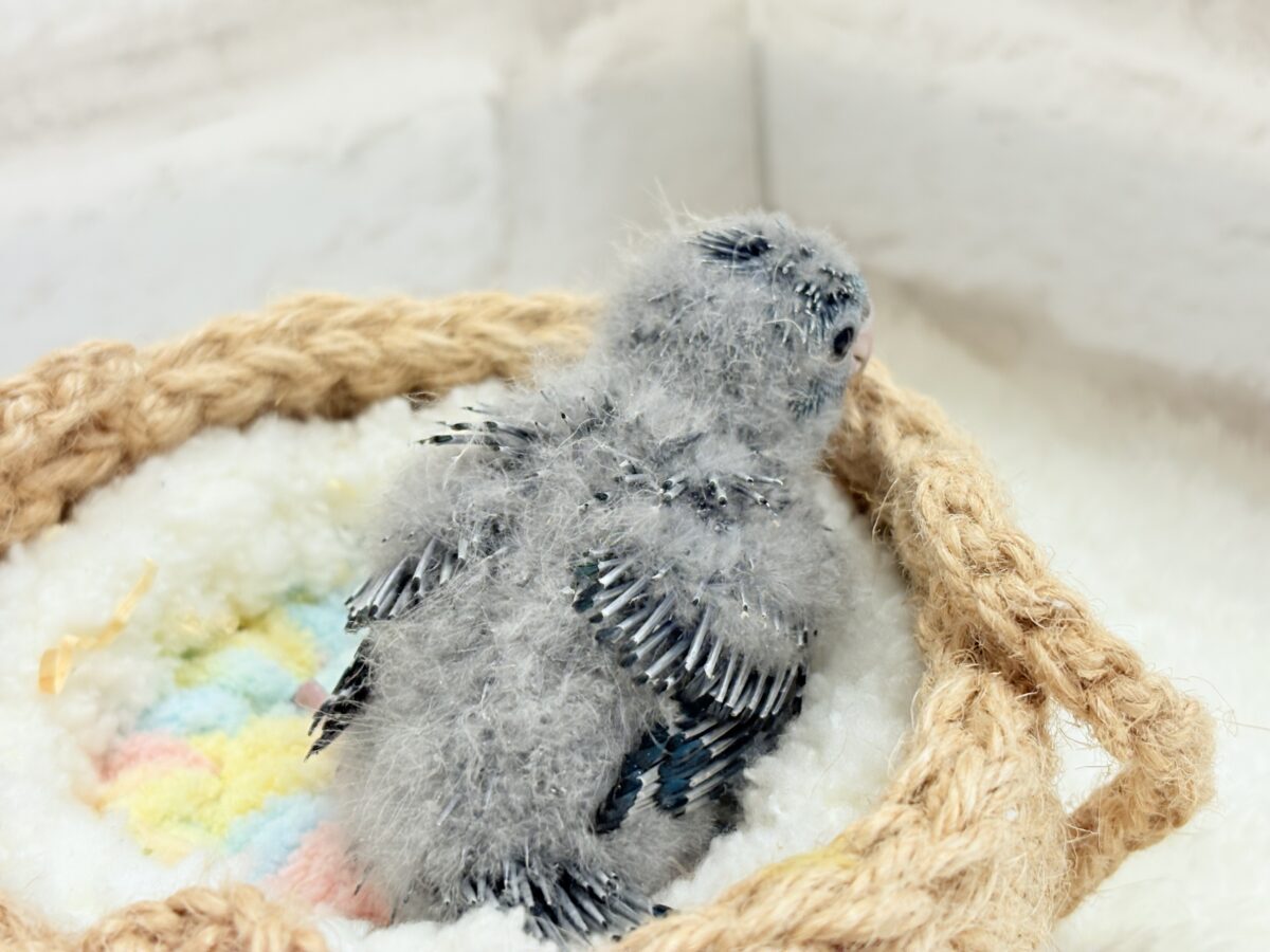 サザナミインコ