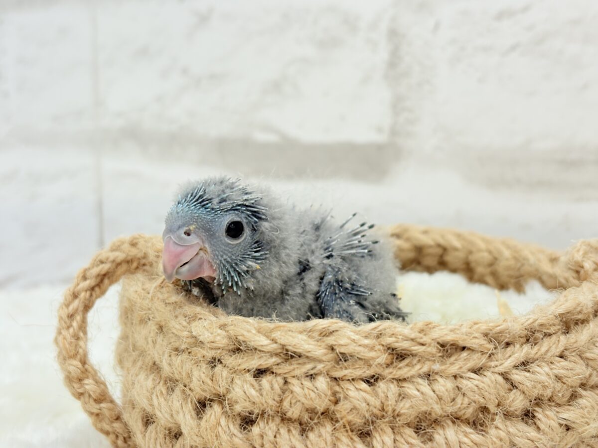 サザナミインコ